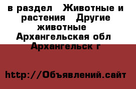  в раздел : Животные и растения » Другие животные . Архангельская обл.,Архангельск г.